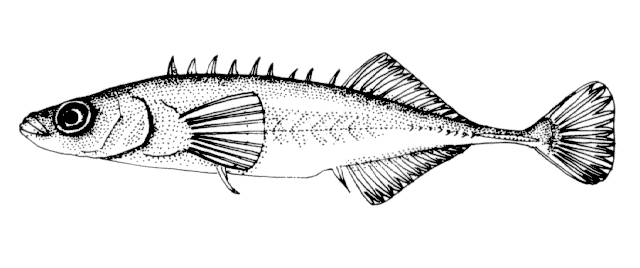 Pungitius tymensis