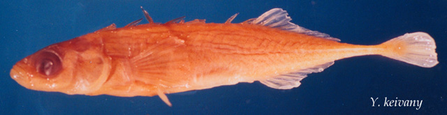 Pungitius pungitius