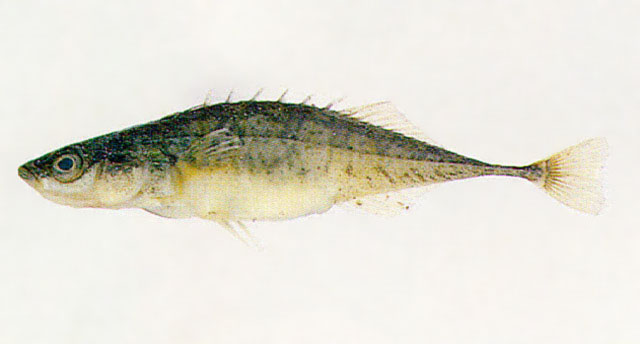 Pungitius sinensis