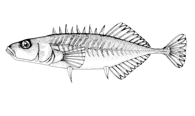 Pungitius sinensis