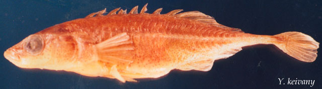 Pungitius sinensis