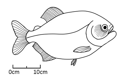 Pygocentrus nattereri