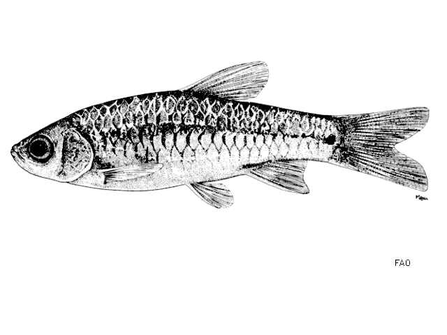 Rasbora hobelmani