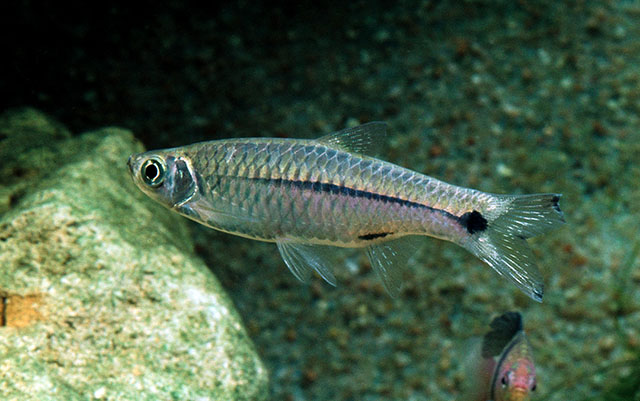 Rasbora paviana