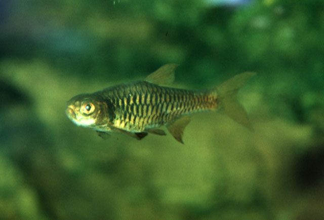 Rasbora reticulata