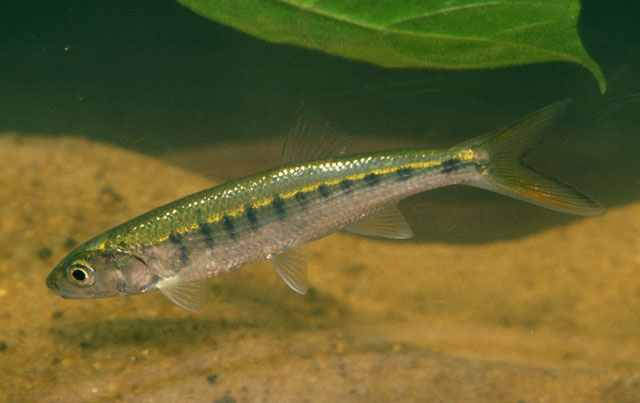 Raiamas senegalensis