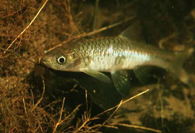 Rasbora sumatrana