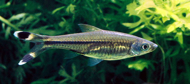 Rasbora trilineata