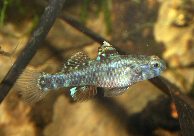 Redigobius nanus