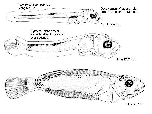 Atheresthes stomias