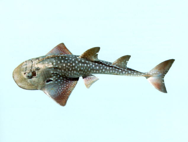 Rhina ancylostomus