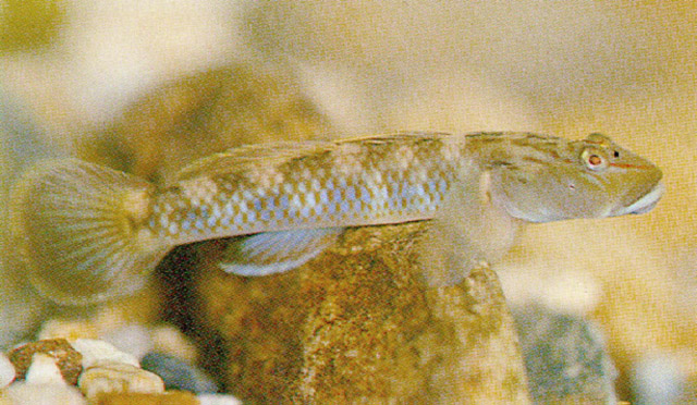 Rhinogobius brunneus