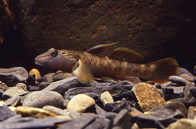 Rhinogobius candidianus