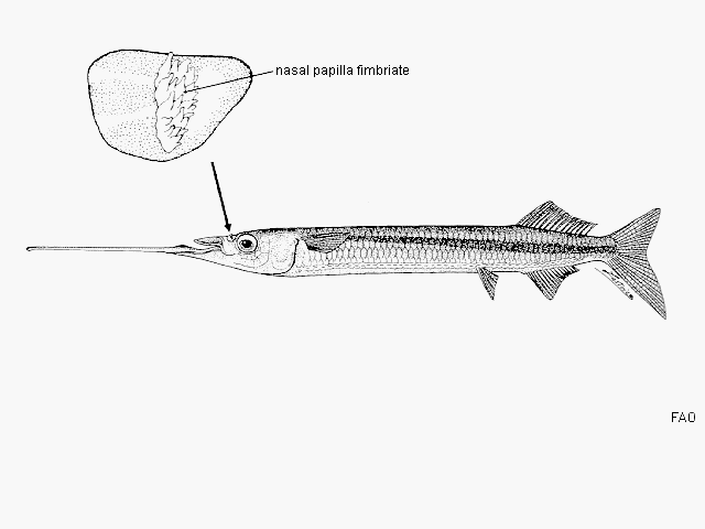 Rhynchorhamphus georgii