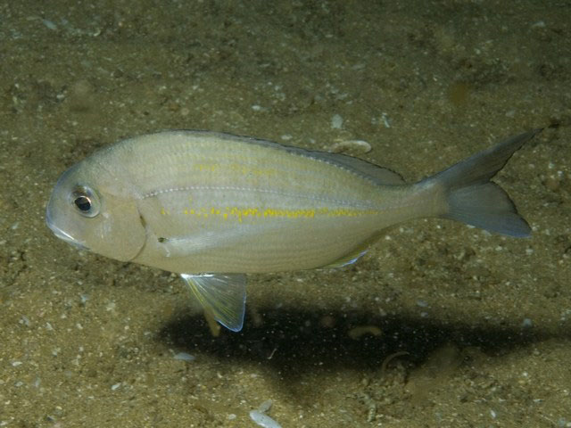 Rhabdosargus holubi