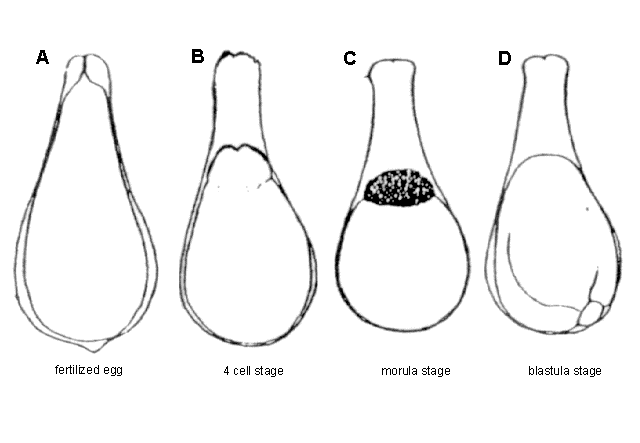 Rhodeus ocellatus