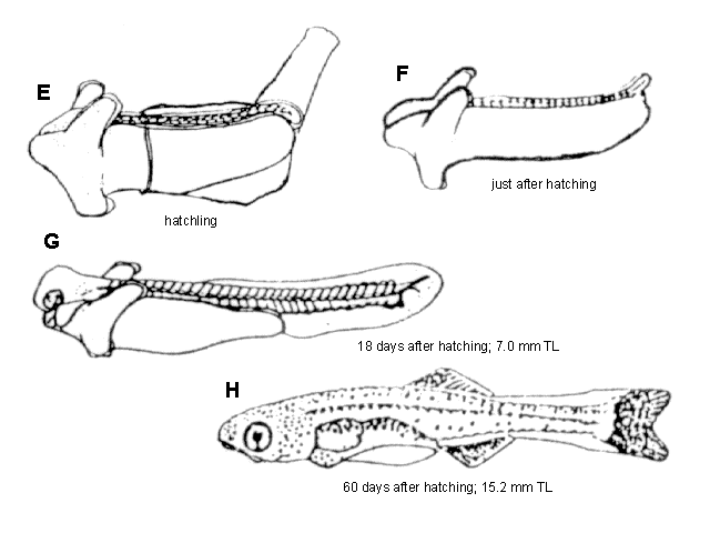 Rhodeus ocellatus