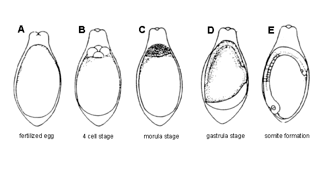 Rhodeus uyekii