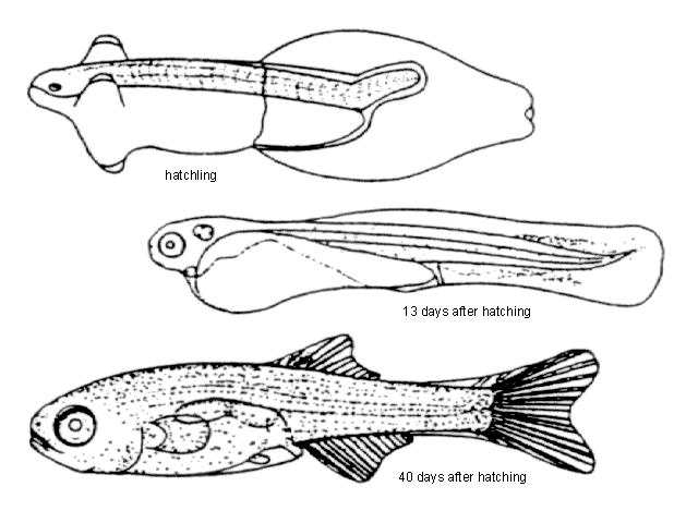 Rhodeus uyekii