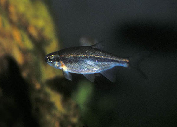 Richardsonius balteatus