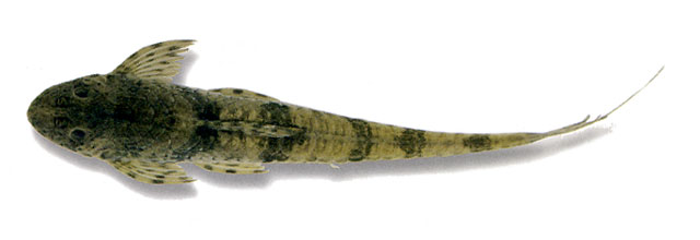 Fonchiiichthys rupestris