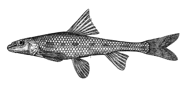 Romanogobio pentatrichus