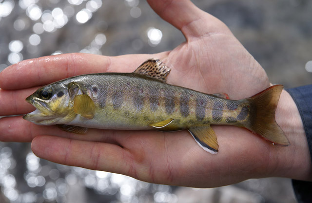 Salmo akairos