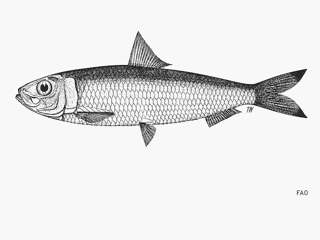 Sardinella atricauda