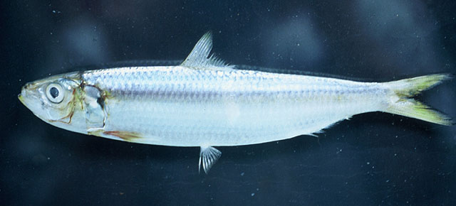 Sardinella brasiliensis