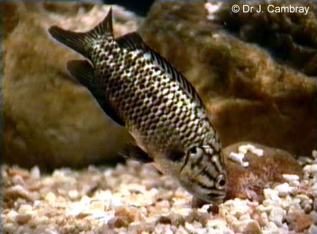 Sandelia capensis