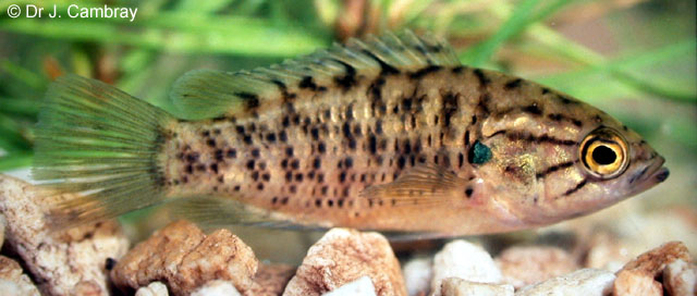 Sandelia capensis