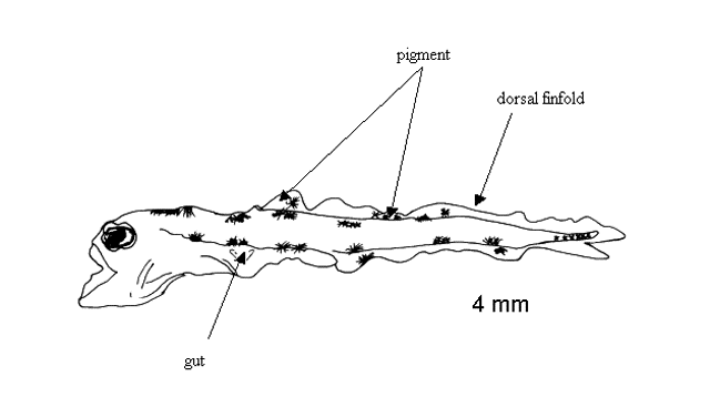 Samaris cristatus