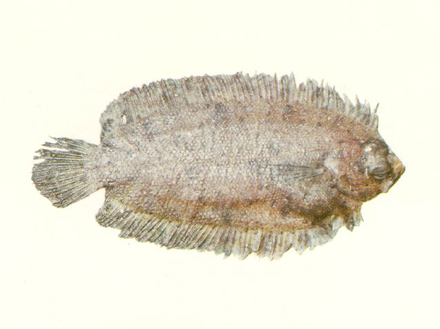 Samariscus huysmani