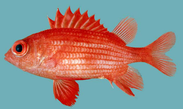 Sargocentron inaequalis