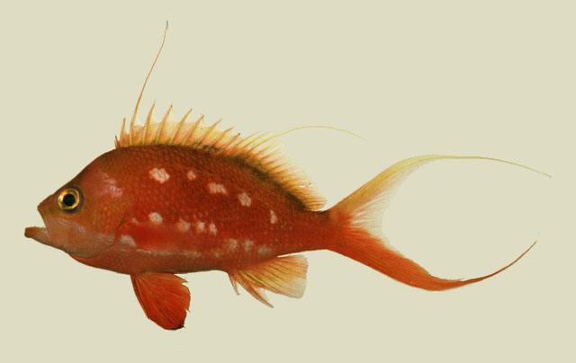 Sacura margaritacea