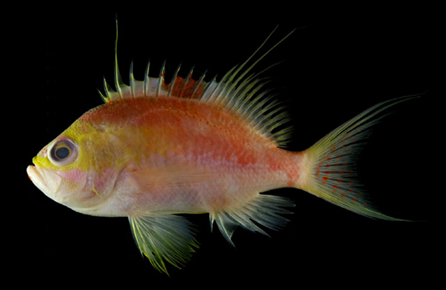 Sacura sanguinea