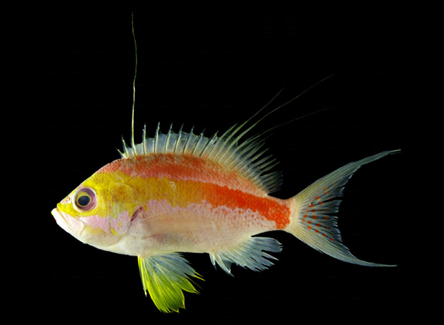 Sacura sanguinea