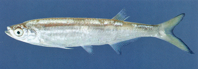 Salmostoma sardinella