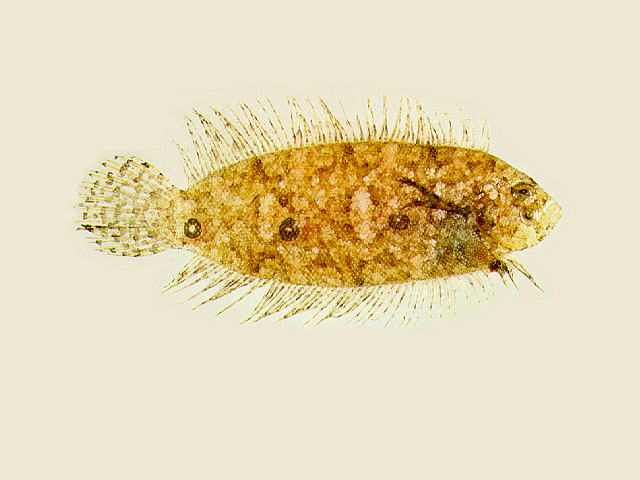 Samariscus triocellatus