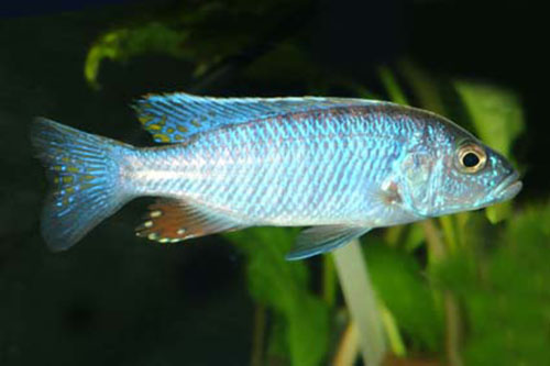 Sciaenochromis ahli