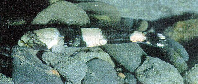 Schismatogobius ampluvinculus