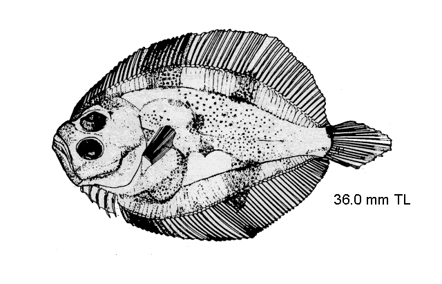 Scophthalmus aquosus