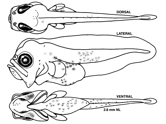 Scophthalmus aquosus