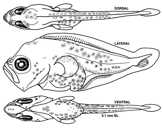 Scophthalmus aquosus