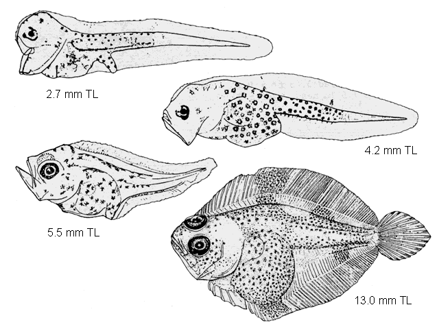 Scophthalmus aquosus