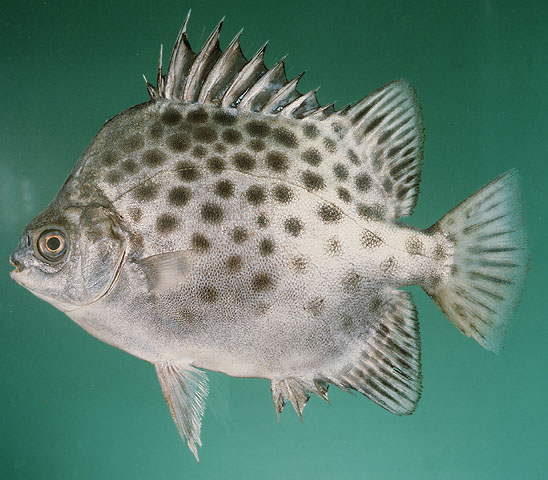 Scatophagus argus