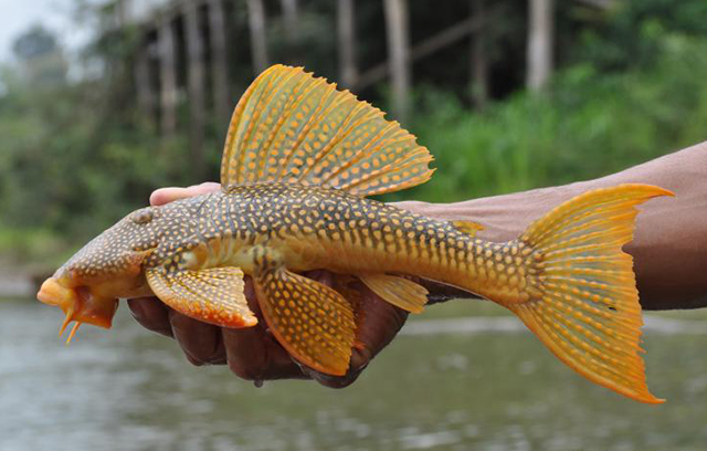 Scobinancistrus aureatus