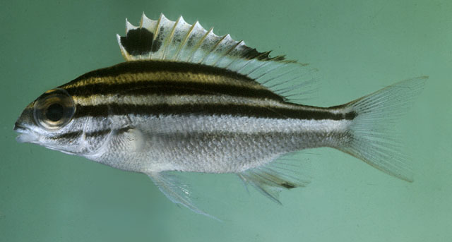 Scolopsis bilineata