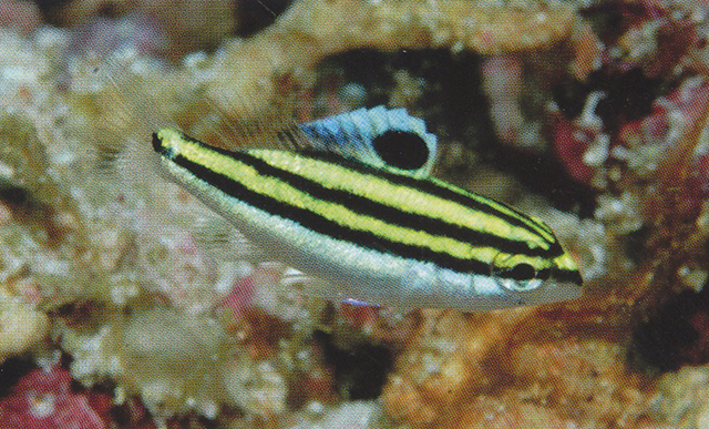 Scolopsis bilineata