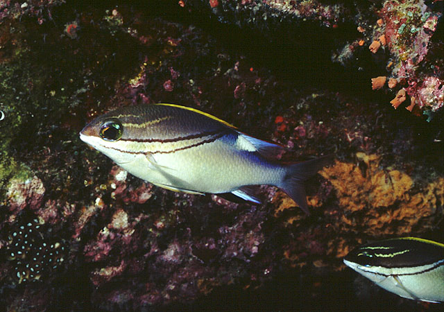 Scolopsis bilineata